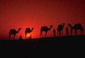 a caravan of camels