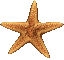 Starfish