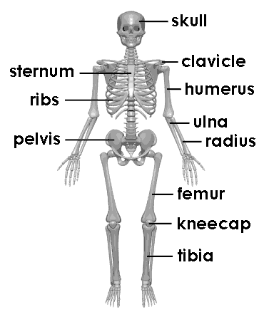 Partes del cuerpo: Esqueleto