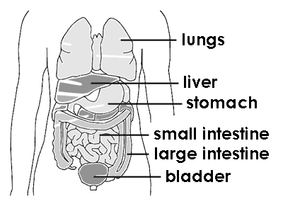 Partes del cuerpo: Tronco