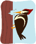 Woodpecker